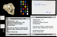 Foto (Objekt + Etiketten) von Cycloprosopon sp. 
